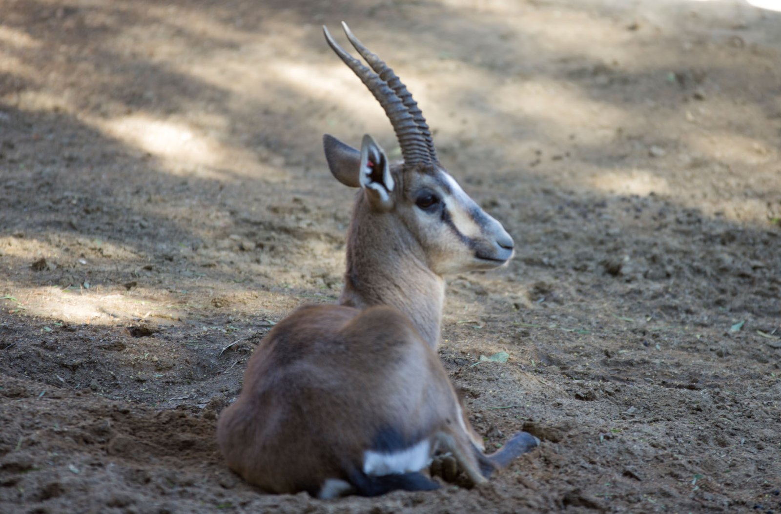 San Diego Zoo Part I 069